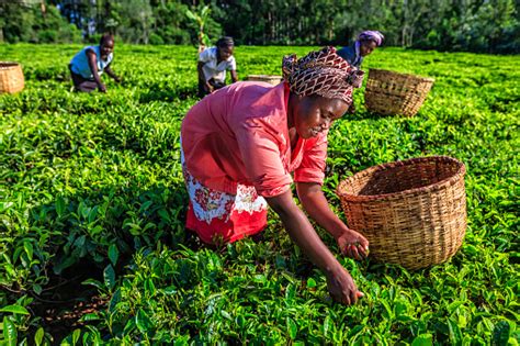 If you book with tripadvisor, you can cancel. African Women Plucking Tea Leaves On Plantation Kenya East ...