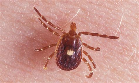 Can A Tick Bite Really Cause An Allergy To Meat
