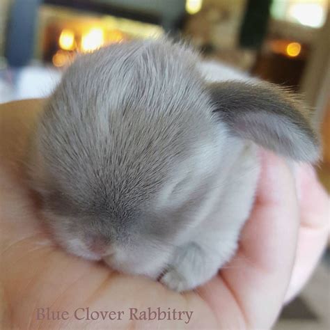 Pin By E M On Bunnies Cute Baby Animals Cute Baby Bunnies Baby