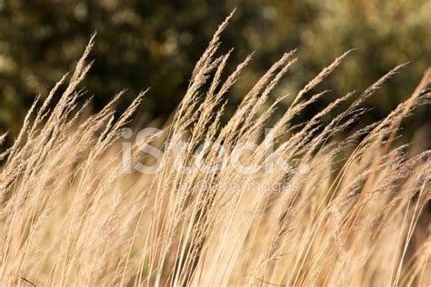 Dry Grass Background Stock Photo Royalty Free Freeimages