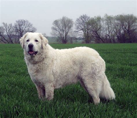 Breed Of The Week Kuvasz Paws Playgrounds
