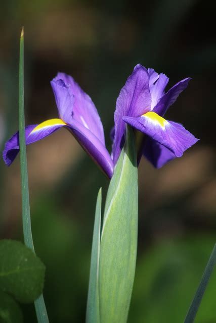 Iris Bloom Mauve Free Photo On Pixabay