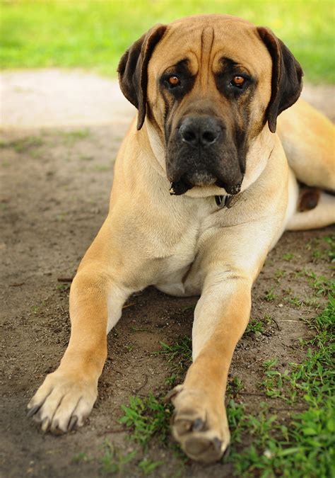 African Mastiff Dog Breed Facts And Profile Dog Dwell