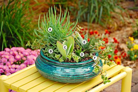 Colorful Succulent Container Garden Plans Better Homes And Gardens