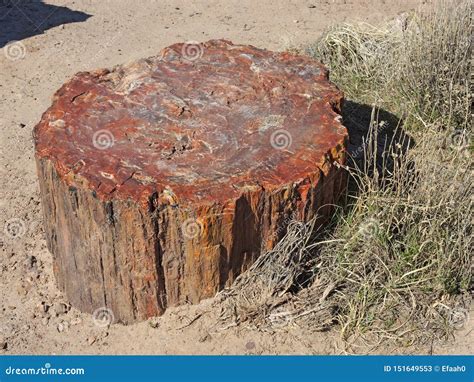 The Stump Of An Ancient Tree Turned To Stone In The Petrified Forest