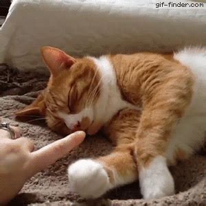 Gif links cannot contain sound. Cute cat waking up - Find and Share funny animated gifs