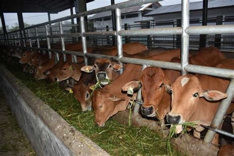 Panduan Ternak Sapi Sukses Jenis Sapi Dan Tahapan Budidaya