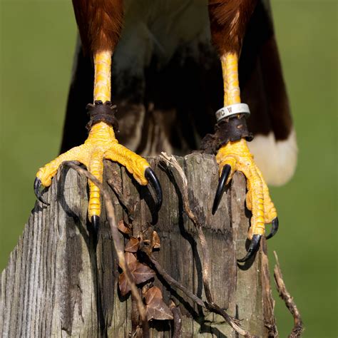 Harris Hawk Close Up Of Talons Helen Flickr