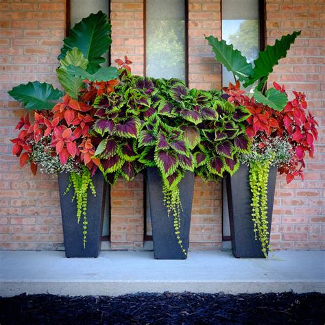 Tapered Pots On Our Front Porch Coleus Elephant Ears Creeping Jenny