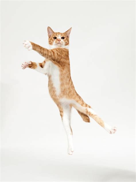 Dancer Akimasa Harada Dancing Cat Jumping Cat Cats
