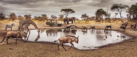 10 Facts About Serengeti National Park Tanzania Safaris Tours