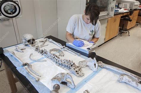 Forensic Scientist Identifying Remains Stock Image C021 1399