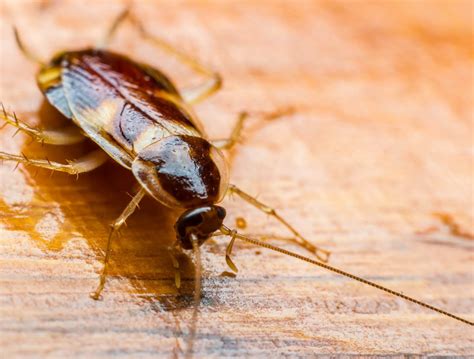 You may be wondering to yourself, where do roaches come from? Pest Control and Extermination Services | H.T. Treadway ...