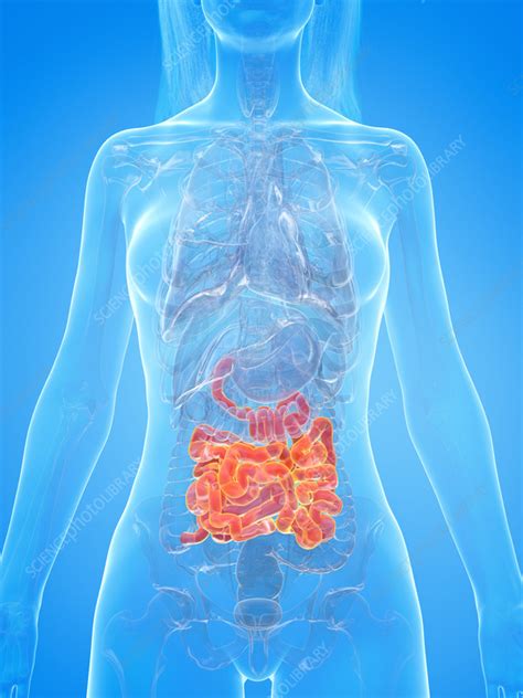 Human Small Intestine Illustration Stock Image F0351024 Science