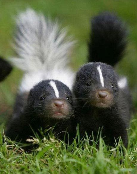 Two Young Skunks Go On An Outdoor Exploration Sticking Close Together