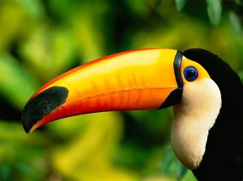 Brazil Photos National Geographic Toco Toucan Toucans Animals