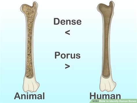How To Identify Human Bones 15 Steps With Pictures