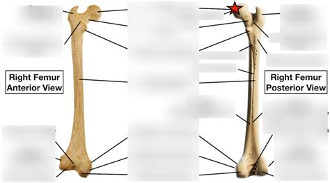 Femur Osteology Diagram Quizlet