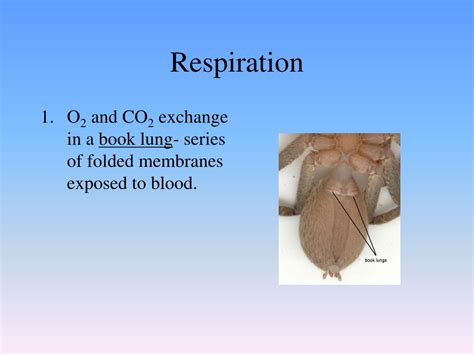 Ppt Are Arthropods Good Or Bad Provide 4 Pieces Of Specific Evidence