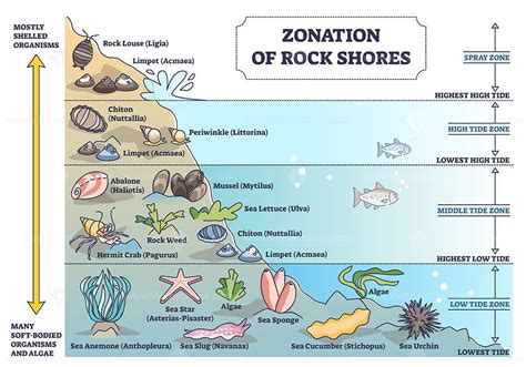 Zonation Of Rock Shores With Underwater Species And Organisms Outline
