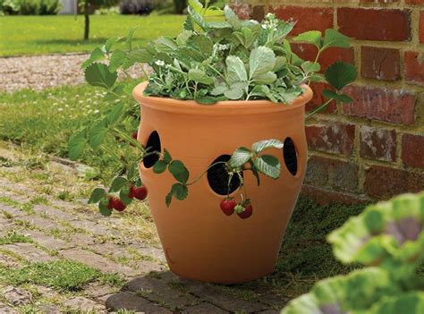 Terracotta Herbstrawberry Planter 28cm Apta Plant Pots And Planters