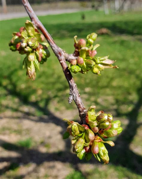 Southwest Michigan Fruit Update April 23 2019 Fruit And Nuts
