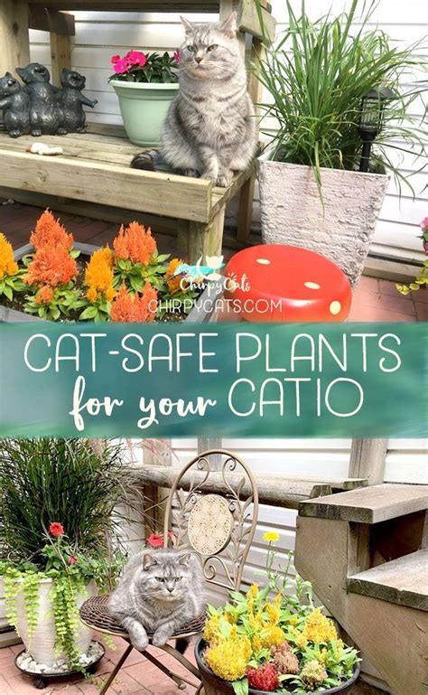 A Cat Safe Garden Of Non Toxic Plants Your Cats Will Love In 2020