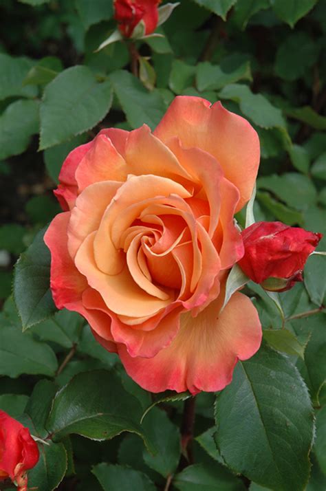 Tuscan Sun Rose (Rosa 'Tuscan Sun') in Issaquah Seattle ...