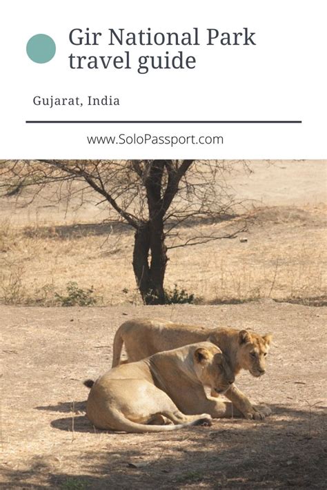 Gir National Park Travel Guide 2024 Solopassport