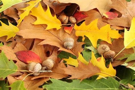 Autumn Background Oak Leaves And Acorns Stock Image Image Of