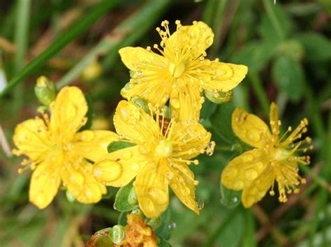 John's wort is a herb that has long been thought to have medicinal qualities, especially for the treatment of depression. St. John's Wort - Natural Herbal Remedy Reduces Depression ...