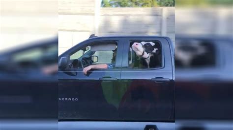 Video Goes Viral Of Ohio Man Hauling Cow In Backseat Wjla