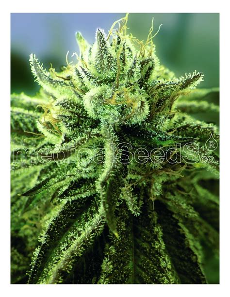 Buy Medical Seeds Canadian Kush 20 Cannabis Seeds
