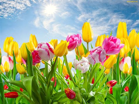 Tapety Zdjęcia Kwitnące Kolorowe Kwiaty Tulipany