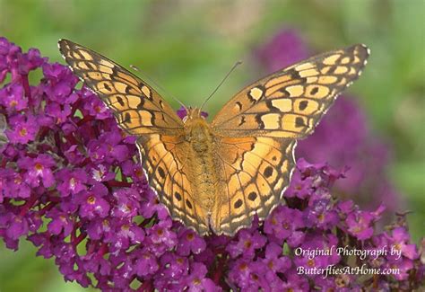 Variegated Fritillary Butterfly Photos Facts Size Host Plants