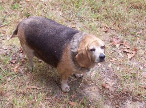 77 Fat Old Beagle Dog L2sanpiero
