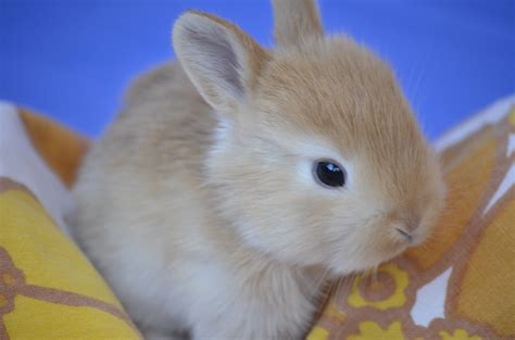Rabbit Rabbit Animal Cute Baby Hamster Herbivorous Focus On