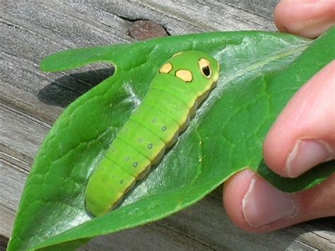 Colourful green caterpillar with black & yellow spots, larva of transverse moth, xanthodes transversa on leaf of hibiscus in australian garden colourful green. Pictures of Caterpillars
