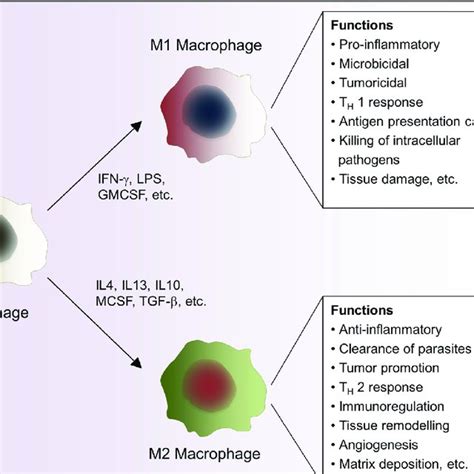 Pdf Phytochemicals As Modulators Of M1 M2 Macrophages In Inflammation
