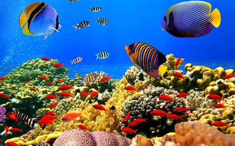 Ikan adalah segala jenis organisme yang seluruh atau sebagian dari siklus hidupnya berada di dalam lingkungan perairan. 9 Jenis Ikan Hias Yang Bisa Kamu Pelihara - Dunia Hewan