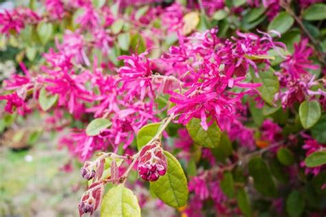 26 Gorgeous Pink Flowering Shrubs For Your Garden • Tasteandcraze