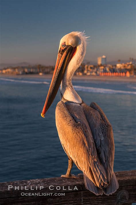 California Brown Pelican On Oceanside Pier Pelecanus Occidentalis