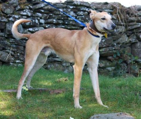 Bungle 2 Year Old Male Lurcher Available For Adoption