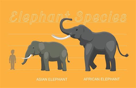Asian Elephant Vs African Elephant