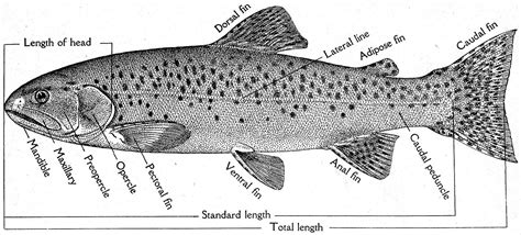 Trouts Characteristics Classification Types And More