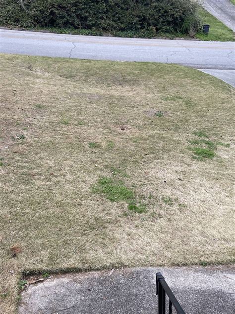 If the dirt is dry and cracking, its time to water your zoysia grass. lawn - Zoysia weeds, brown spots - Gardening & Landscaping Stack Exchange