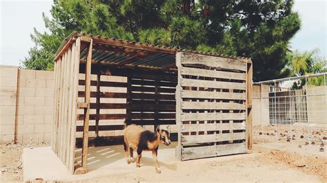 A Goat House Made From FREE PALLETS YouTube