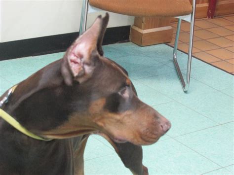 Dog Ear Cropping In Columbus Oh East Columbus Veterinary Hospital