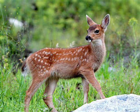 Black Tailed Deer Fawn Photograph By Peggy Collins