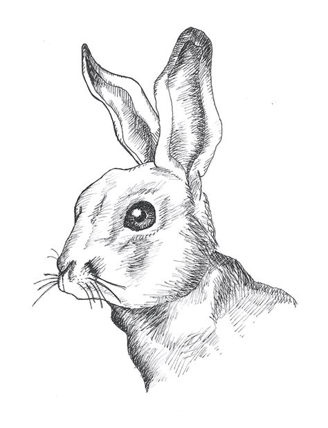 Realistic Rabbit Drawing At Getdrawings Free Download